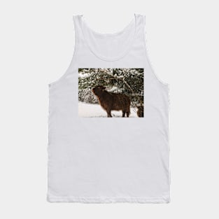 Scottish Highland Cattle Calf 1909 Tank Top